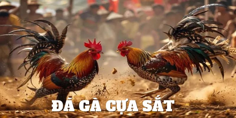 đá gà cựa sắt